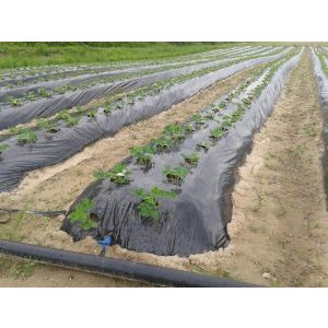 FOLIJA ČRNA LIRSA 1,2 m širine - 0,03mm,cena-rola 1500 tm,