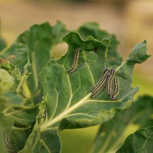 M- BIOGOSENICA 100ml - cena na kom