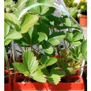 BACHMANN 890.00.63011.51- NOSILNI TRAKOVI 50cm (1000/karton)x13/p