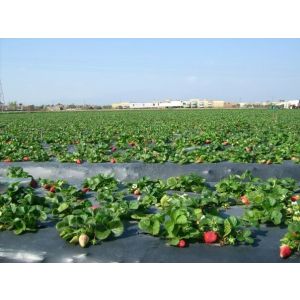 FOLIJA ČRNA LIRSA 1,4 m širine - 0,03mm,cena-rola 1500 tm,