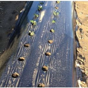 FOLIJA ČRNA LIRSA 1,3 m šir.-0,05mm z luknjam 25X25,rola 1000 m