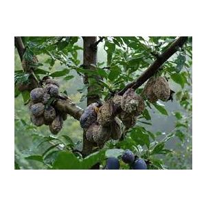 M- BIOMONILIJA 100ml - cena na kom