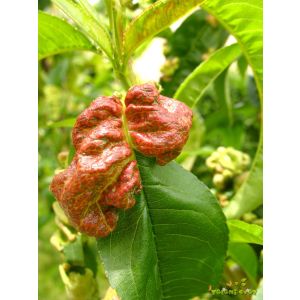 M- BIOKODRAVOST 100ml - cena na kom