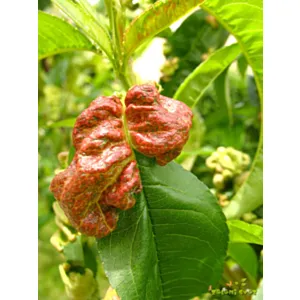 M- BIOKODRAVOST 100ml - cena na kom