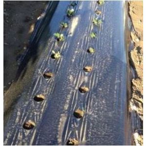 VETISA FOL.LIRSA črna 1,3 m širine-0,05 mm, luknje 25x25 100TM