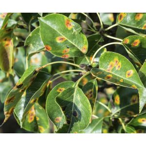 M- BIOZDRAV 100ml - cena na kom