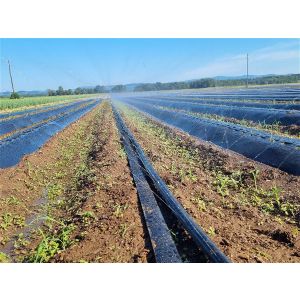 P. Namakalna cev za zalivanje z oroševanjem, širina delovanja 5-7m pri 2bar -tkm