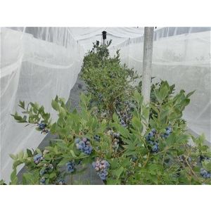 PROTIINSEKTNA MREŽA REDKA 0,88 mm x 1,02 mm x 3,5 M - cena na tm