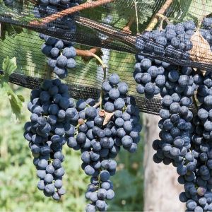 VID.- Mreža PROTITOČNA- SUPERIO 2,0m x100m -tkm (25242)