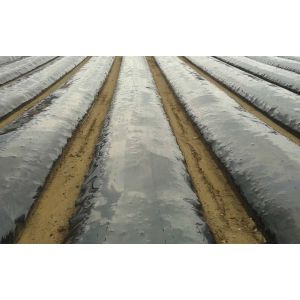 Zastirna folija LIRSA Daios P. črna 30 mic 1,40m x 1500 m