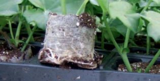 Paperpoti - šotne tablete