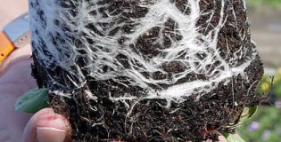 Sredstva za uravnavanje in izboljšanje substratov