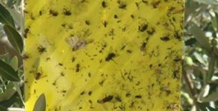 Zaščita rastlin - Lepljivi trak - plošča